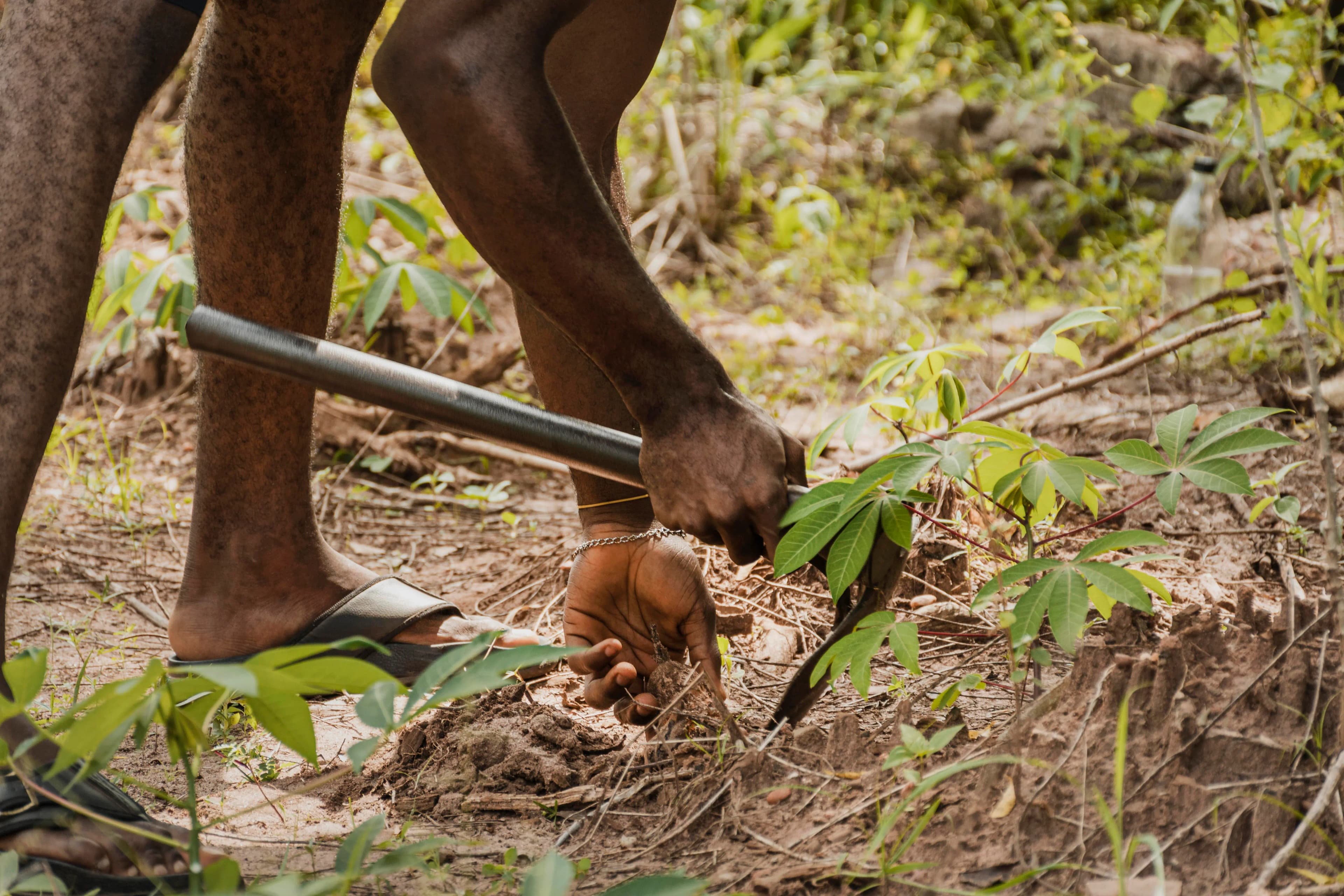 Conservation Efforts in South Africa: Success Stories