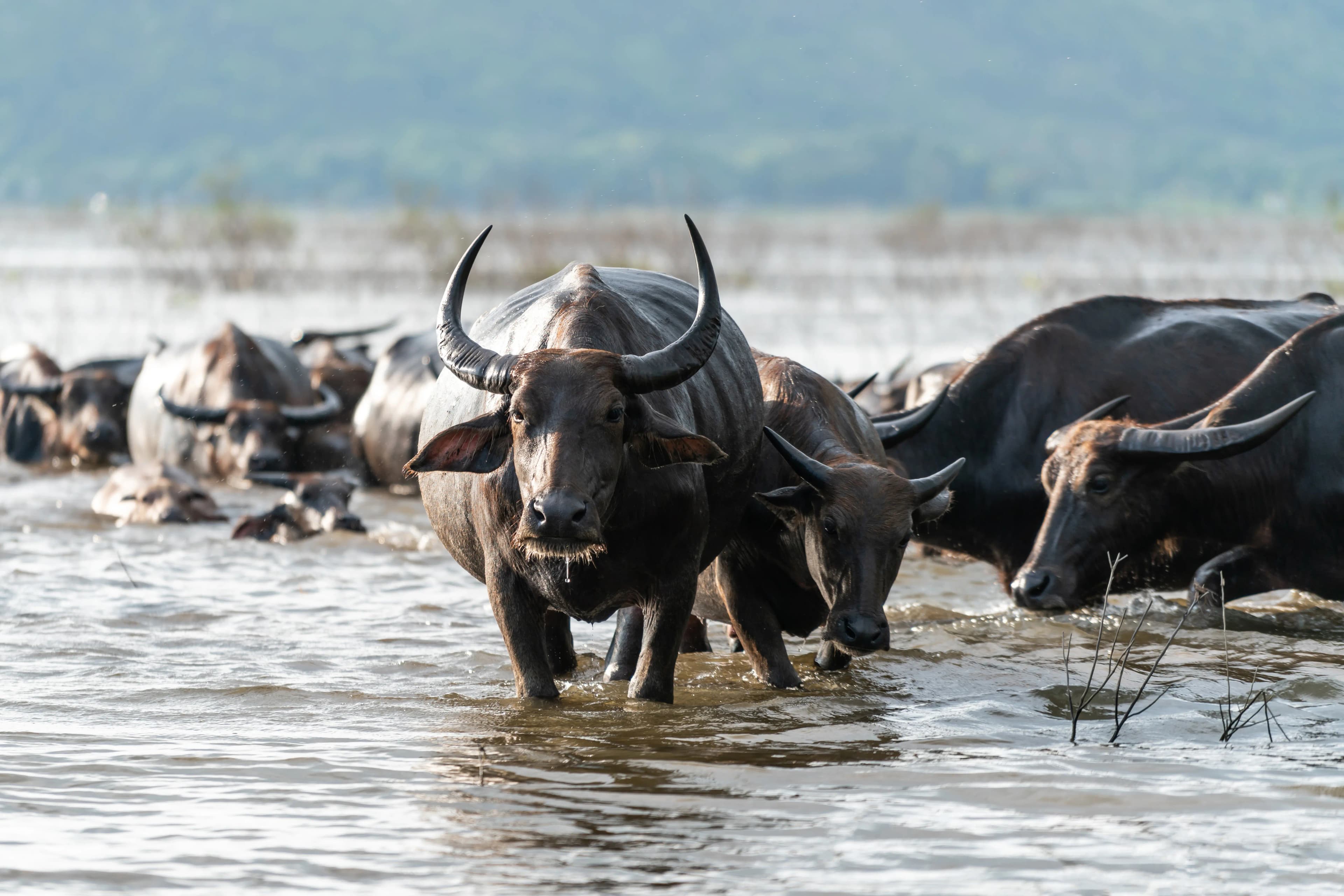 Great Wildebeest Migration panorama across Serengeti plains
