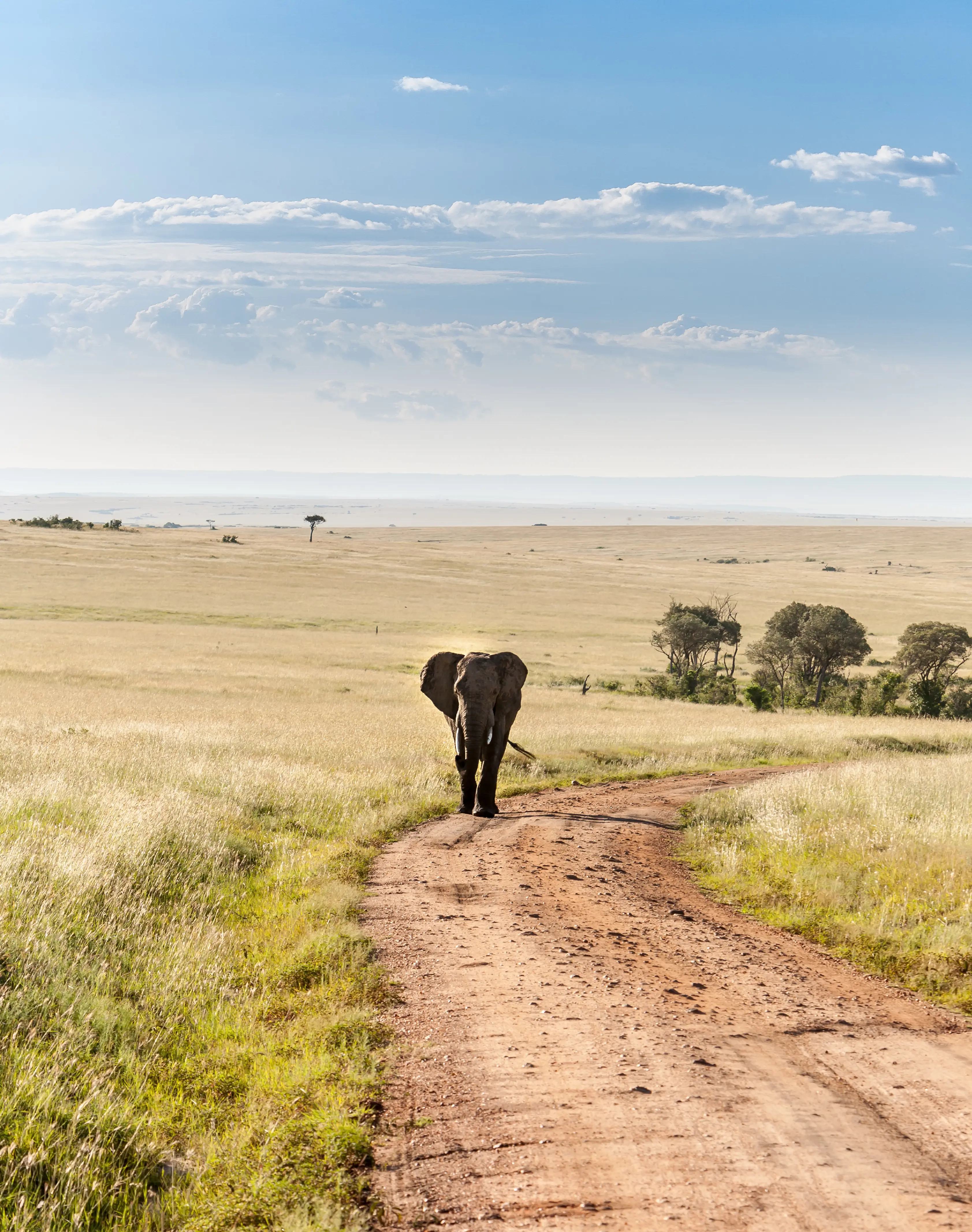 Serengeti National Park landscape with acacia trees and vast savanna