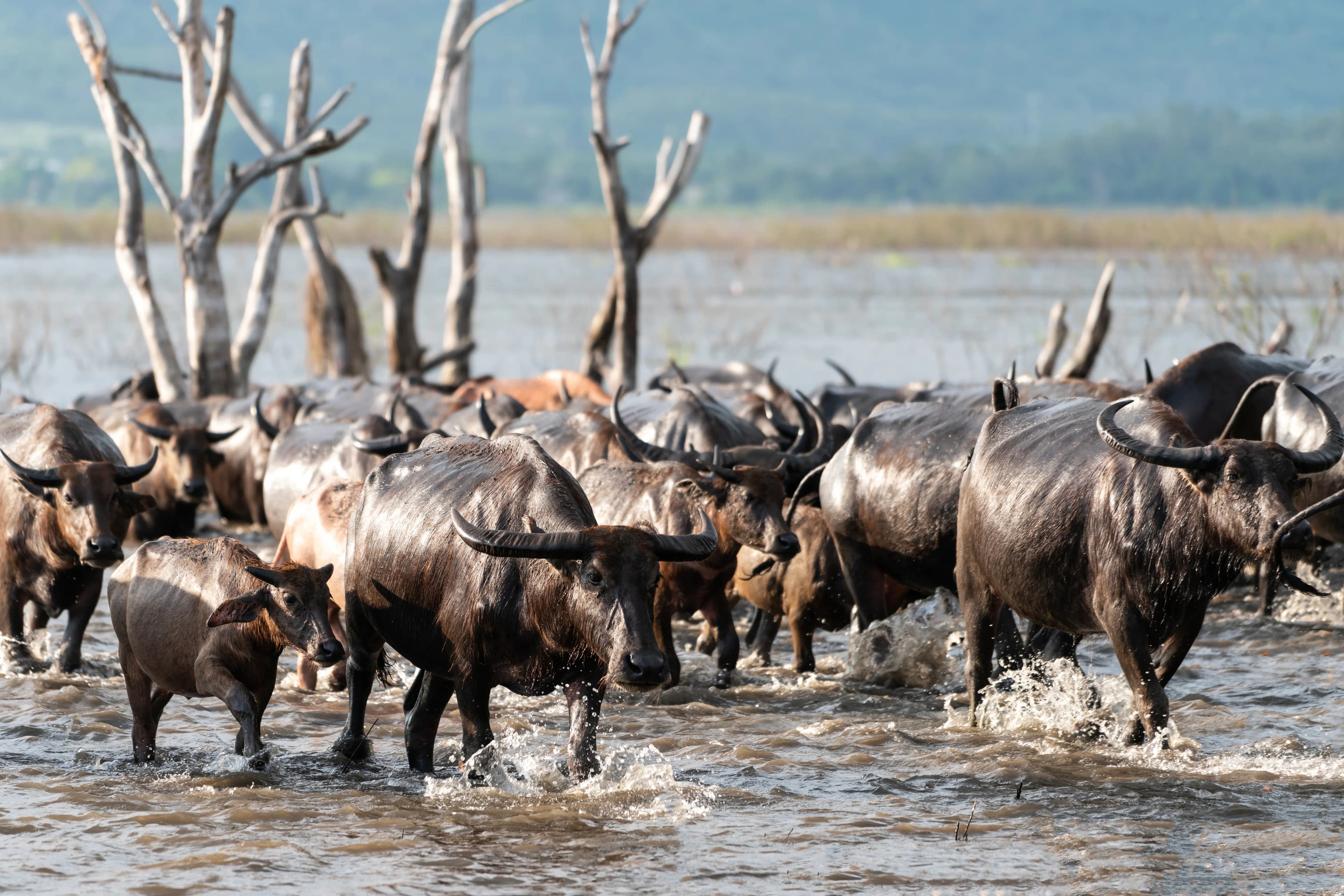 7 Days River Crossing Safari - Great Migration Safari Experience