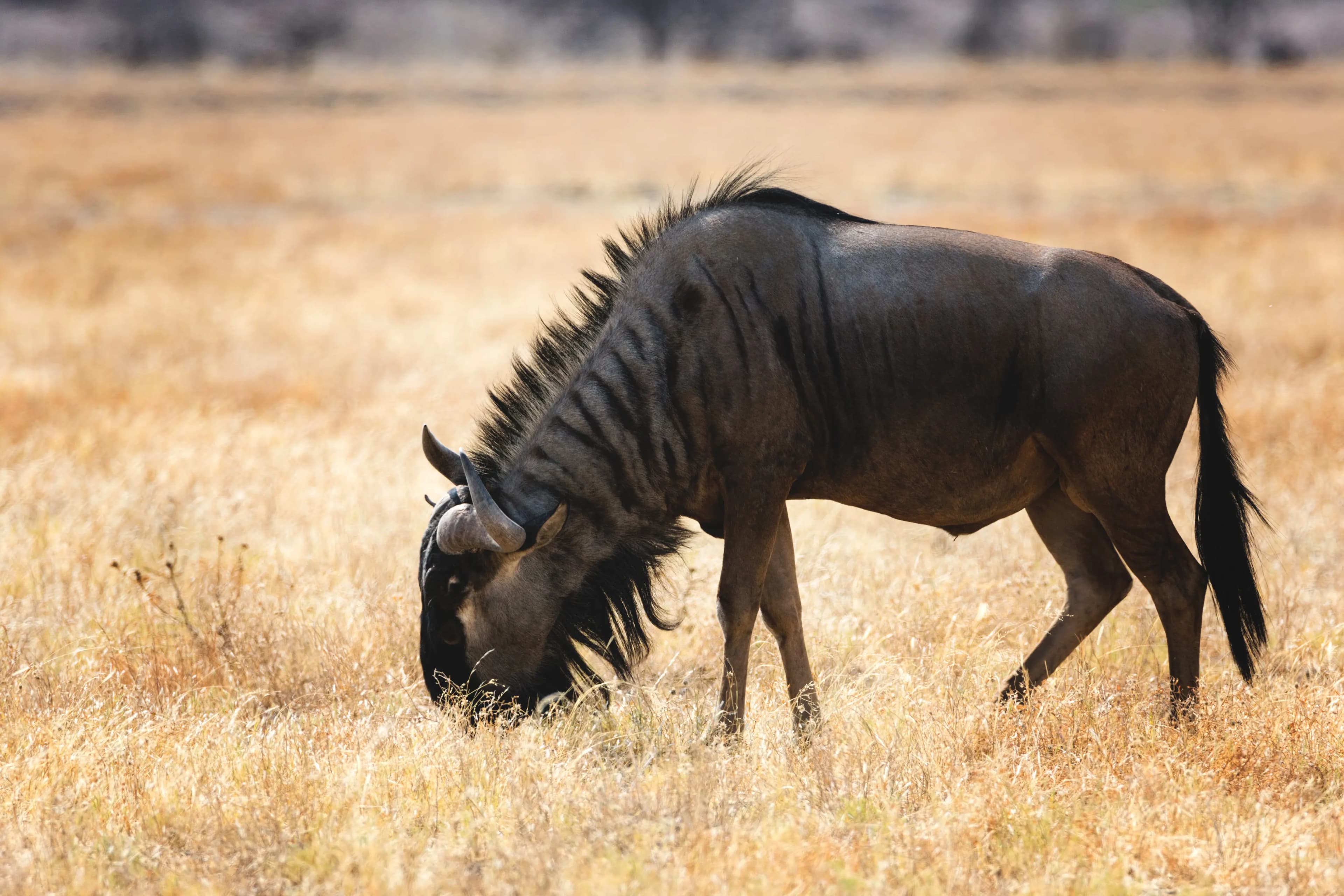 5 Days Photography Tour - Great Migration Safari Experience