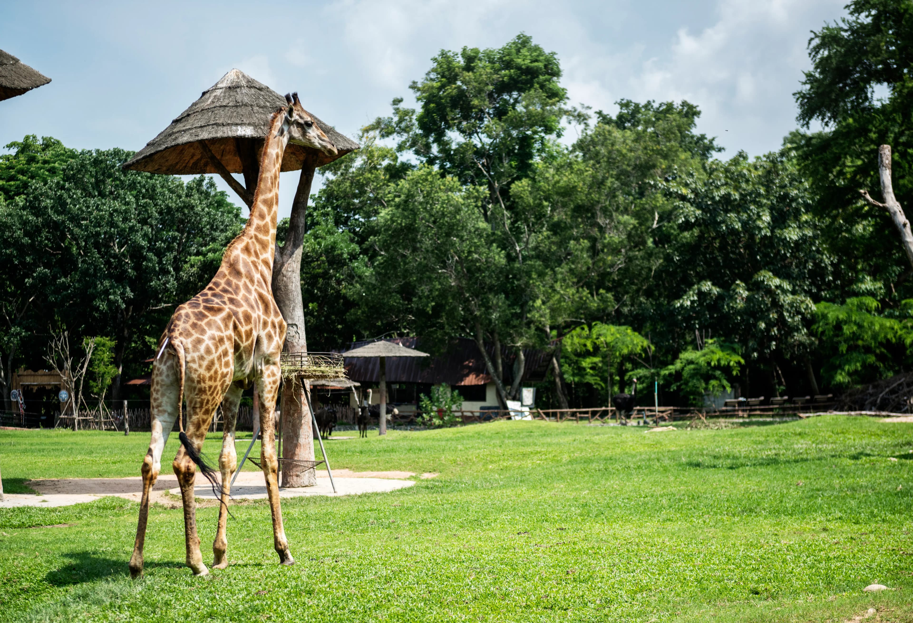 Giraffes in the savanna