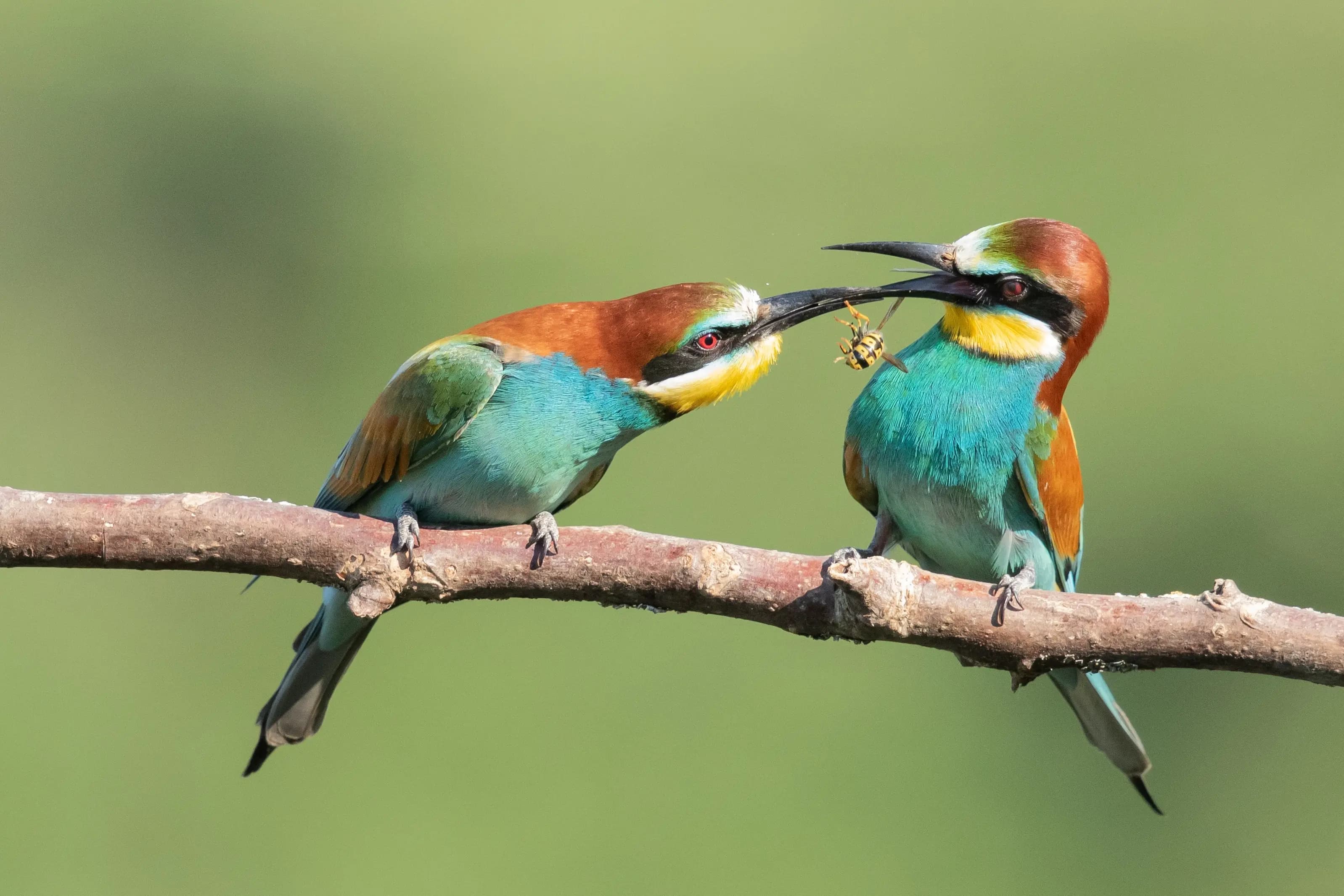 Bird Watching in Uganda: A Birder's Paradise