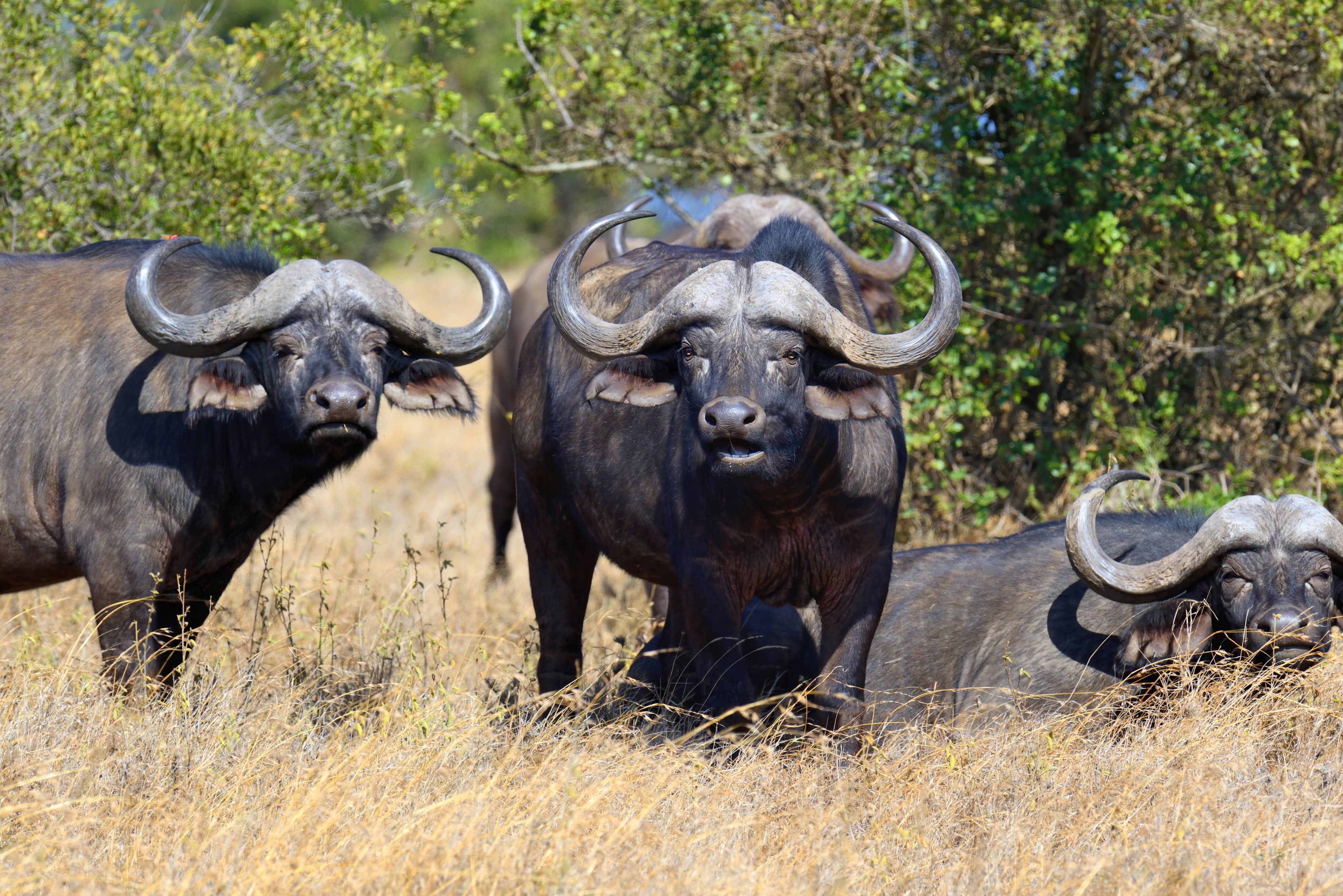 African Buffalo