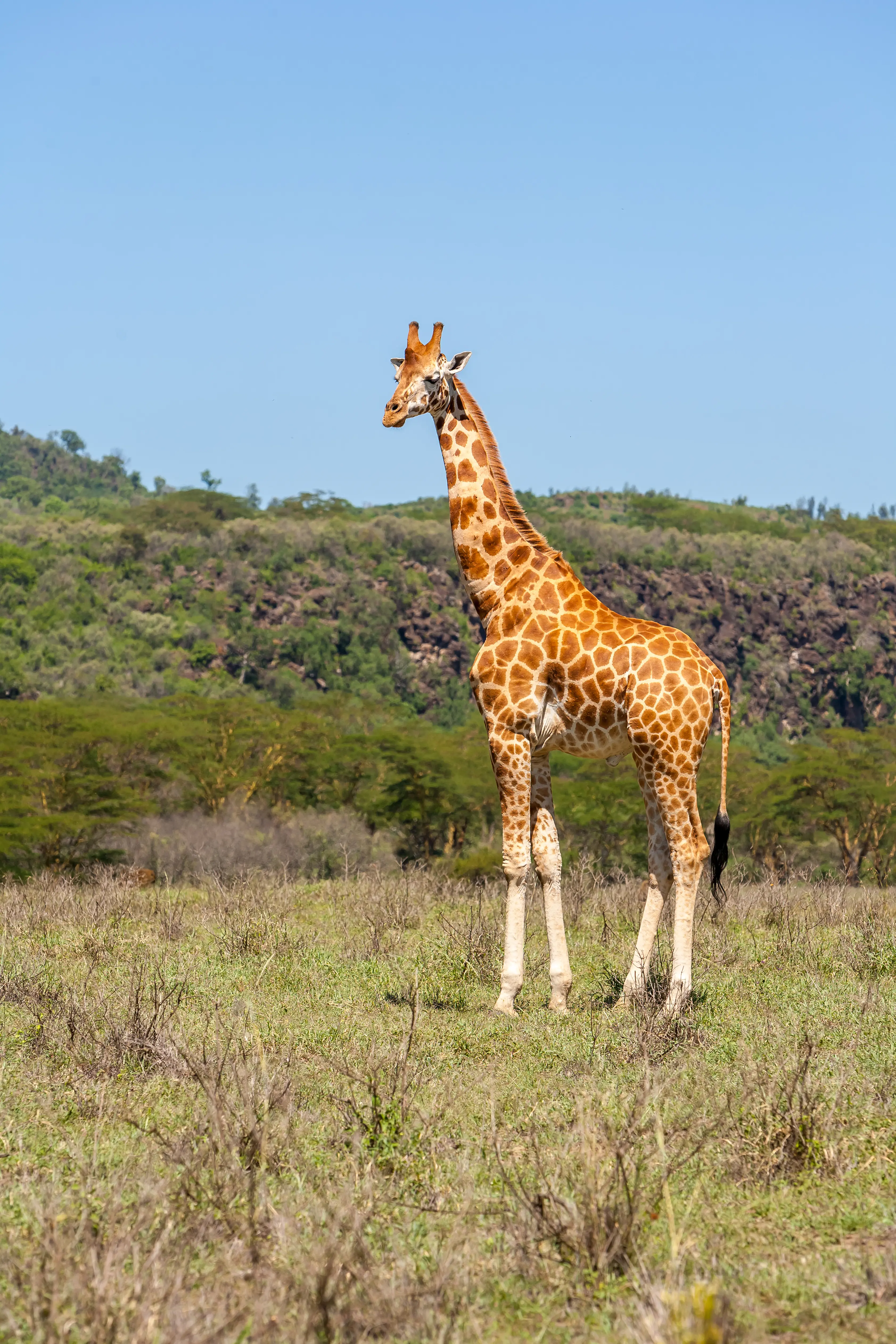 Tall Giraffe on Savanna