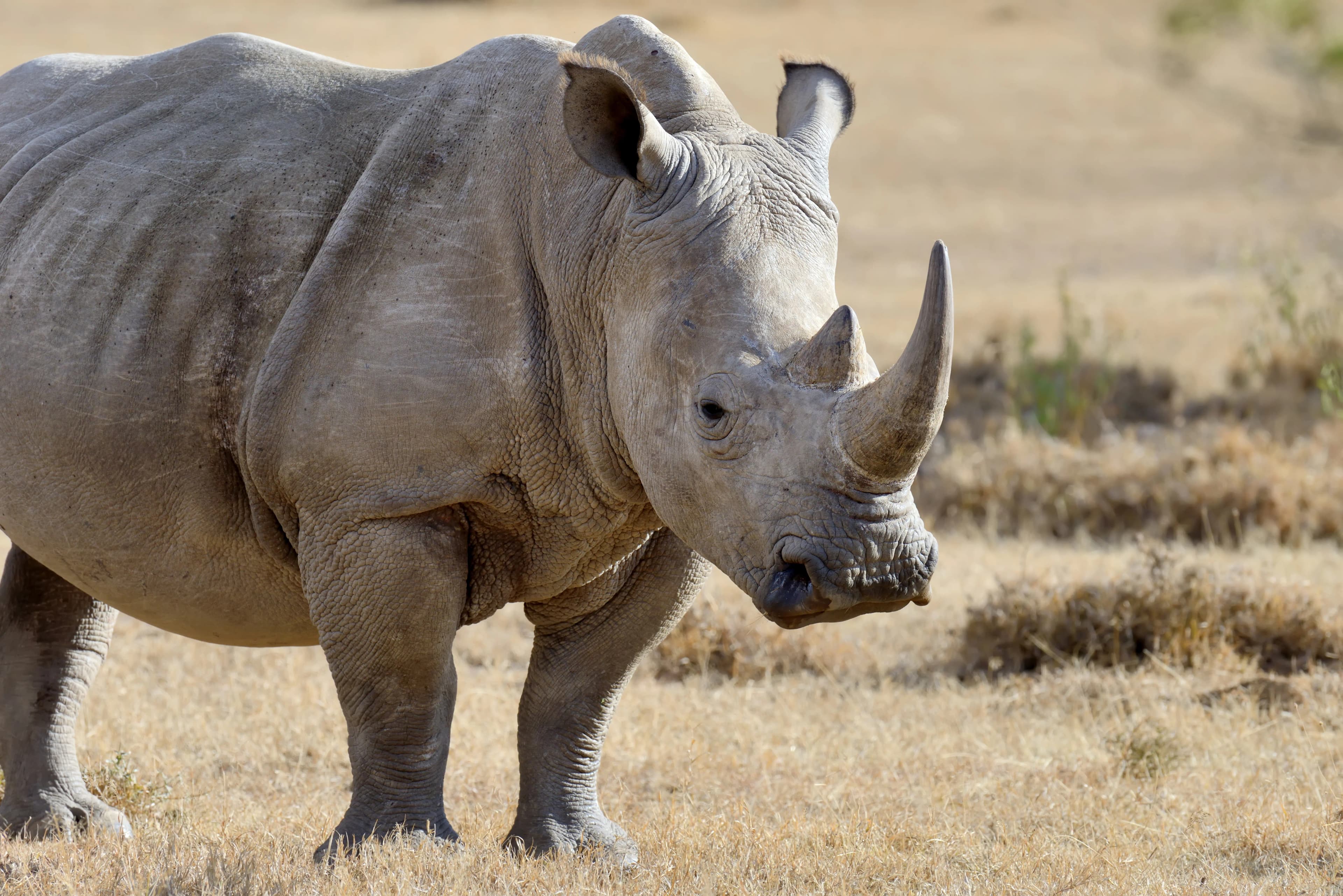 Rhinoceros