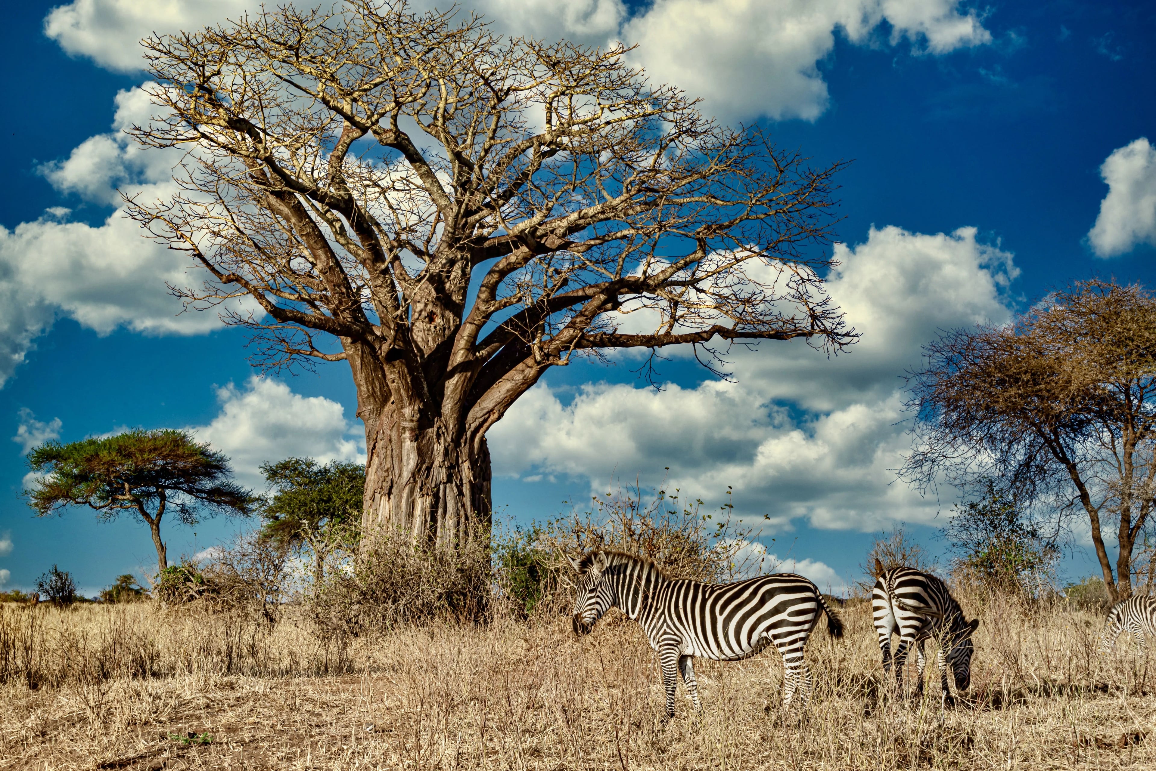 Amboseli National Park - 3 Days tour in Kenya