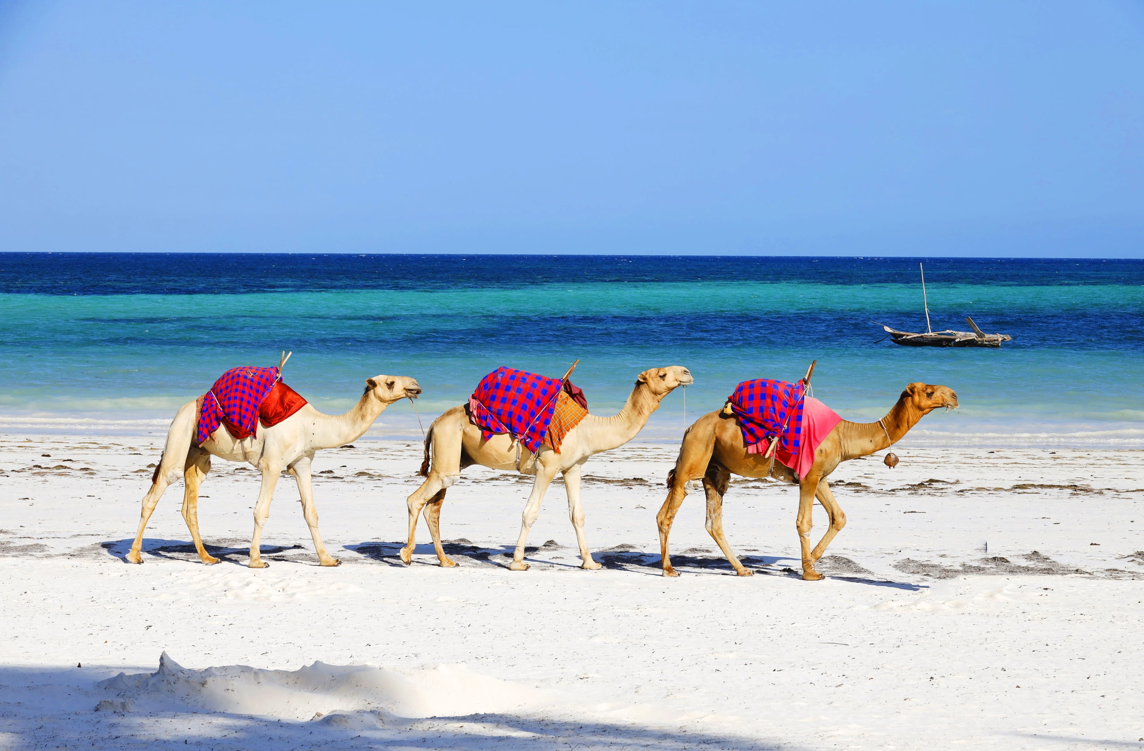 Beach Tours safari experience