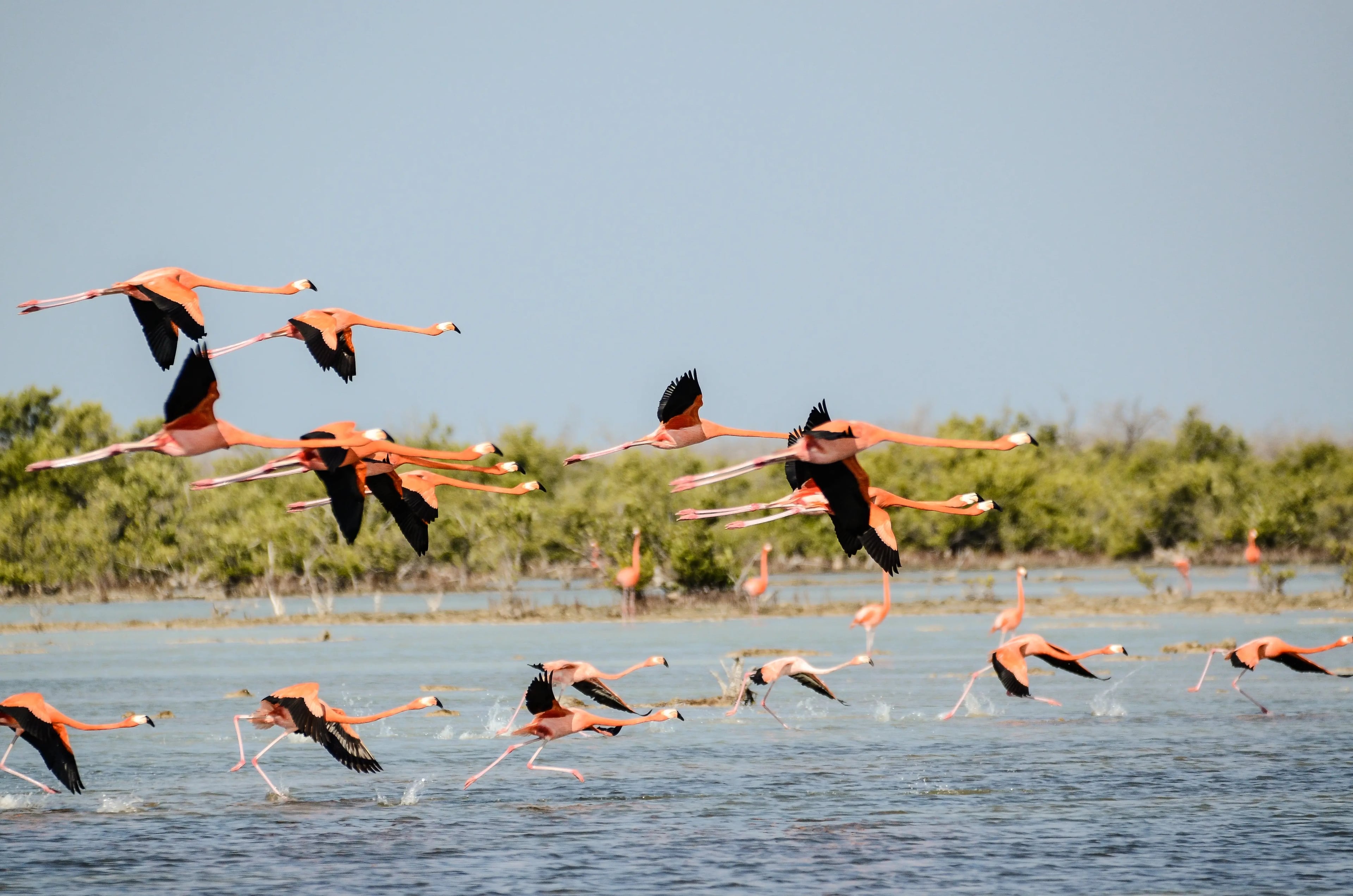 Birding Safaris safari experience