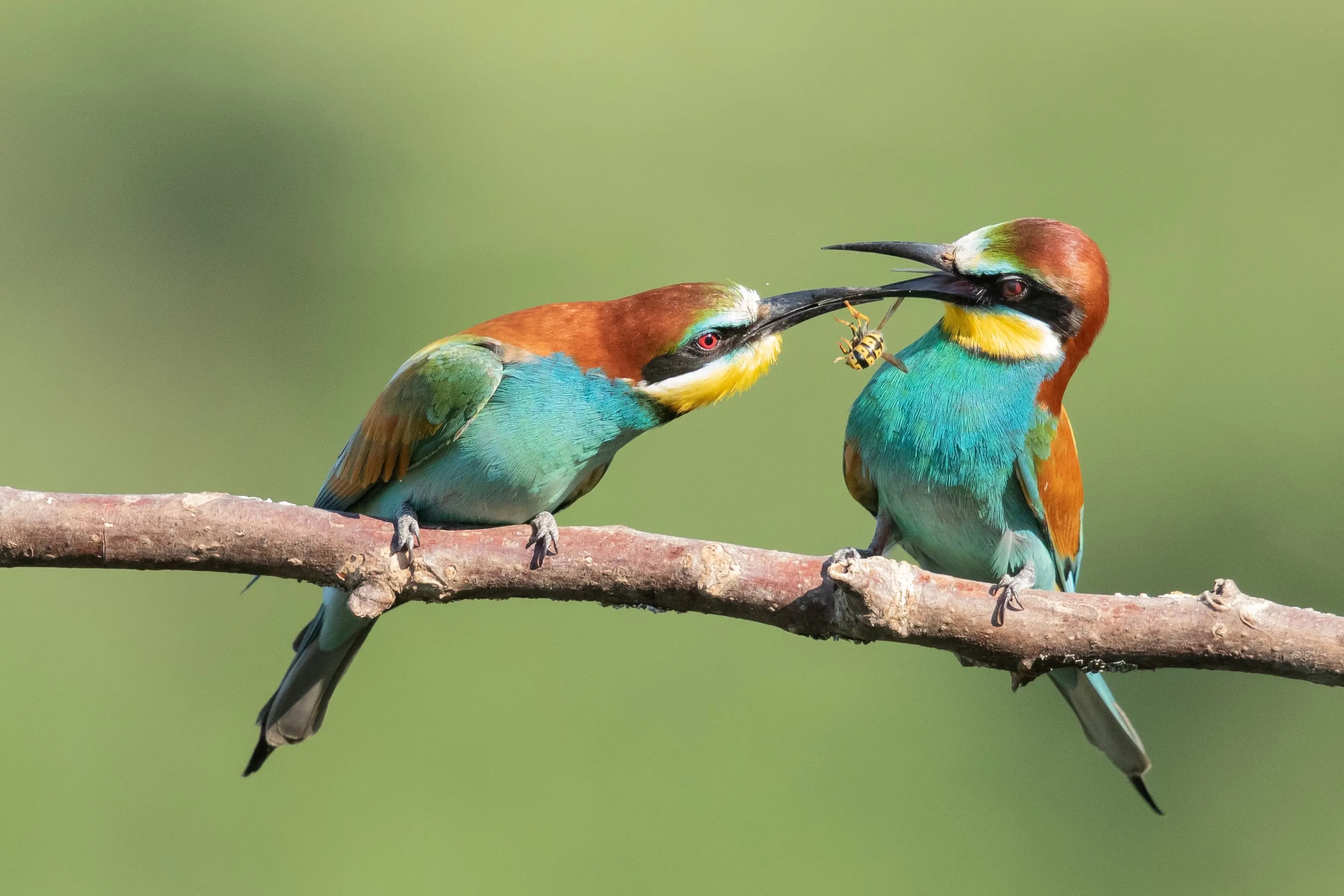 Ultimate Safari Experience - 9 days tour in Kenya