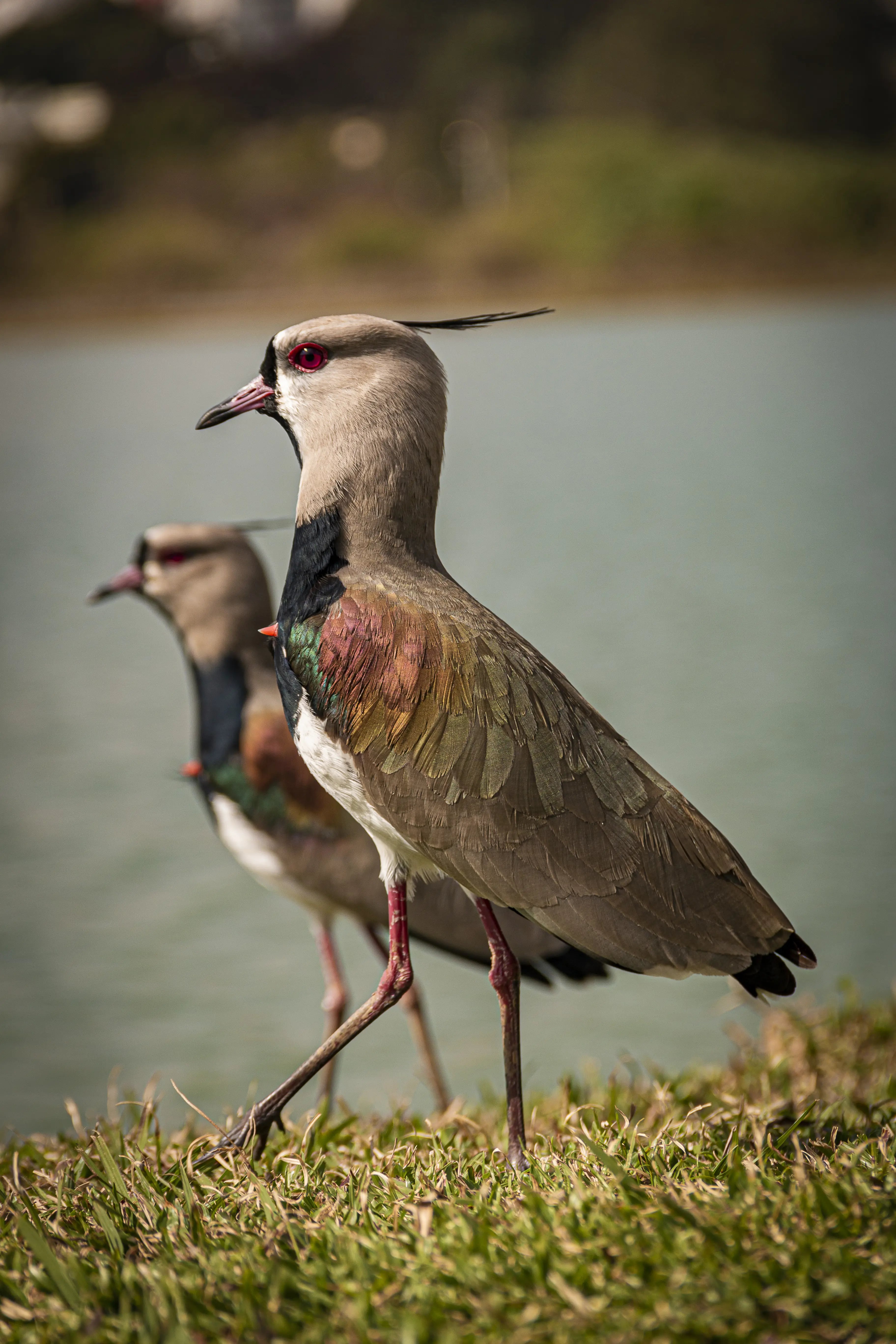 Untamed Kenya - 11 days tour in Kenya