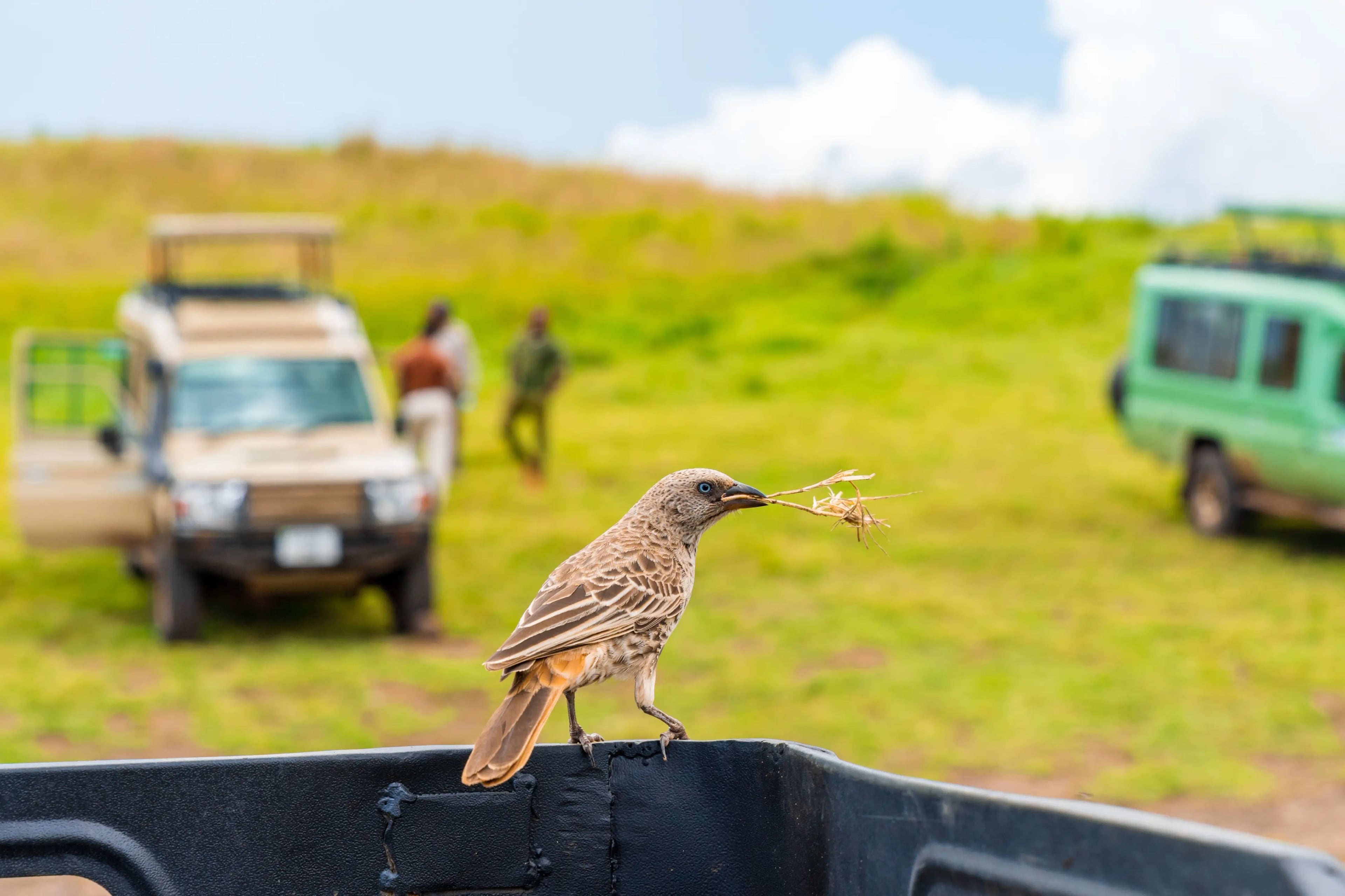  Soaring Skies & Wild Savannah - 12 days tour in Kenya