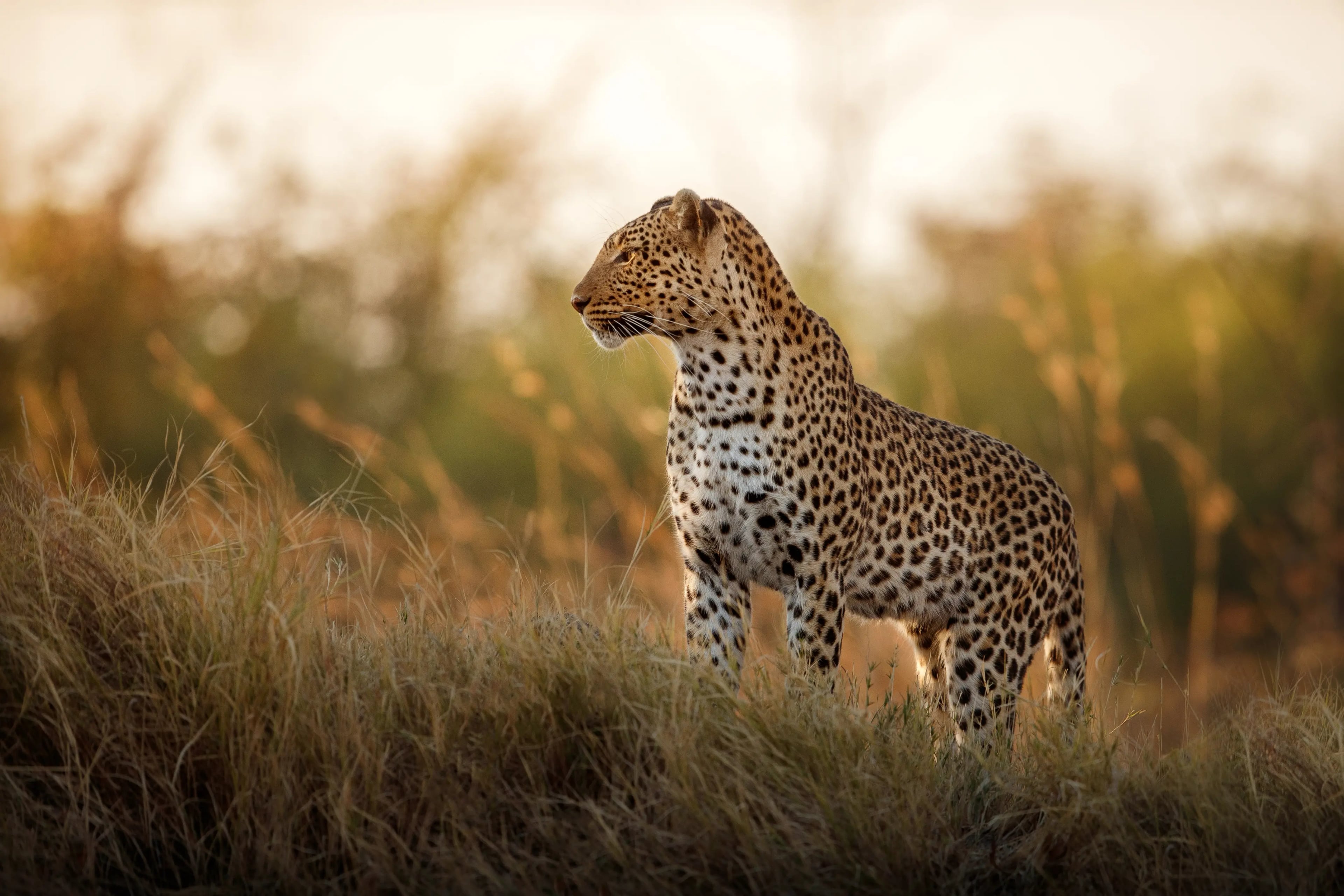 Wildlife Tour - 6 days tour in Kenya