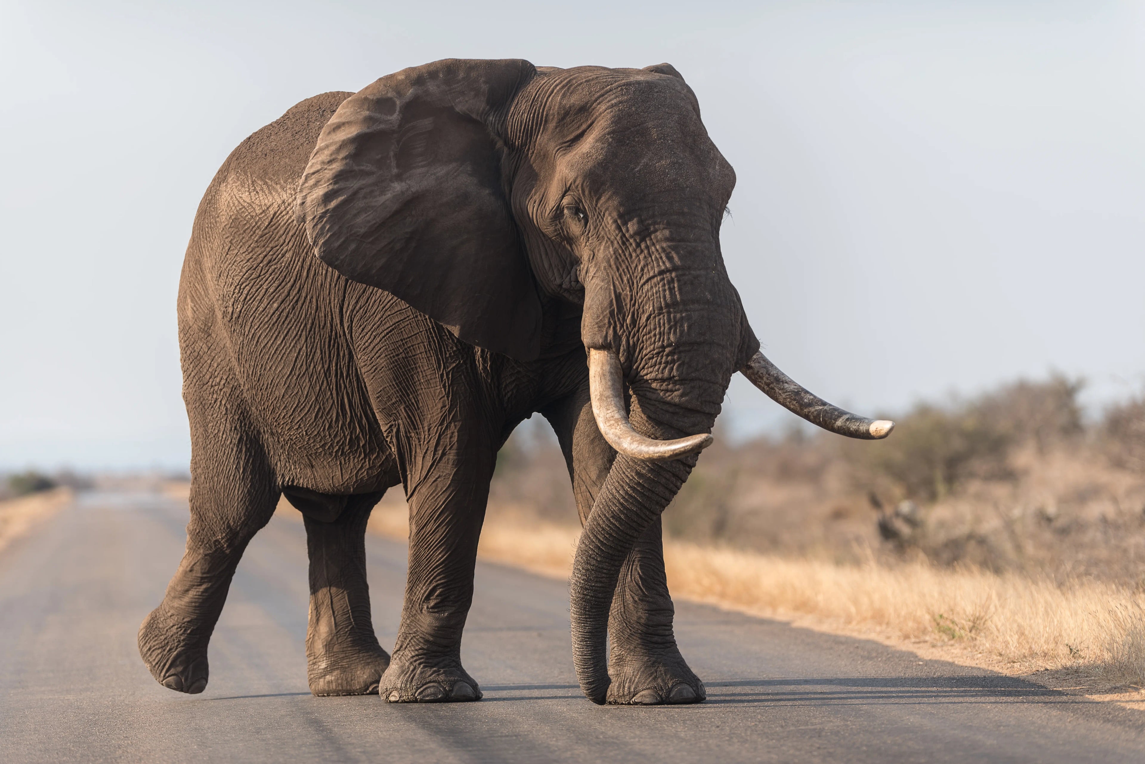 Wildlife Tour In Kenya - 3 days tour in Kenya