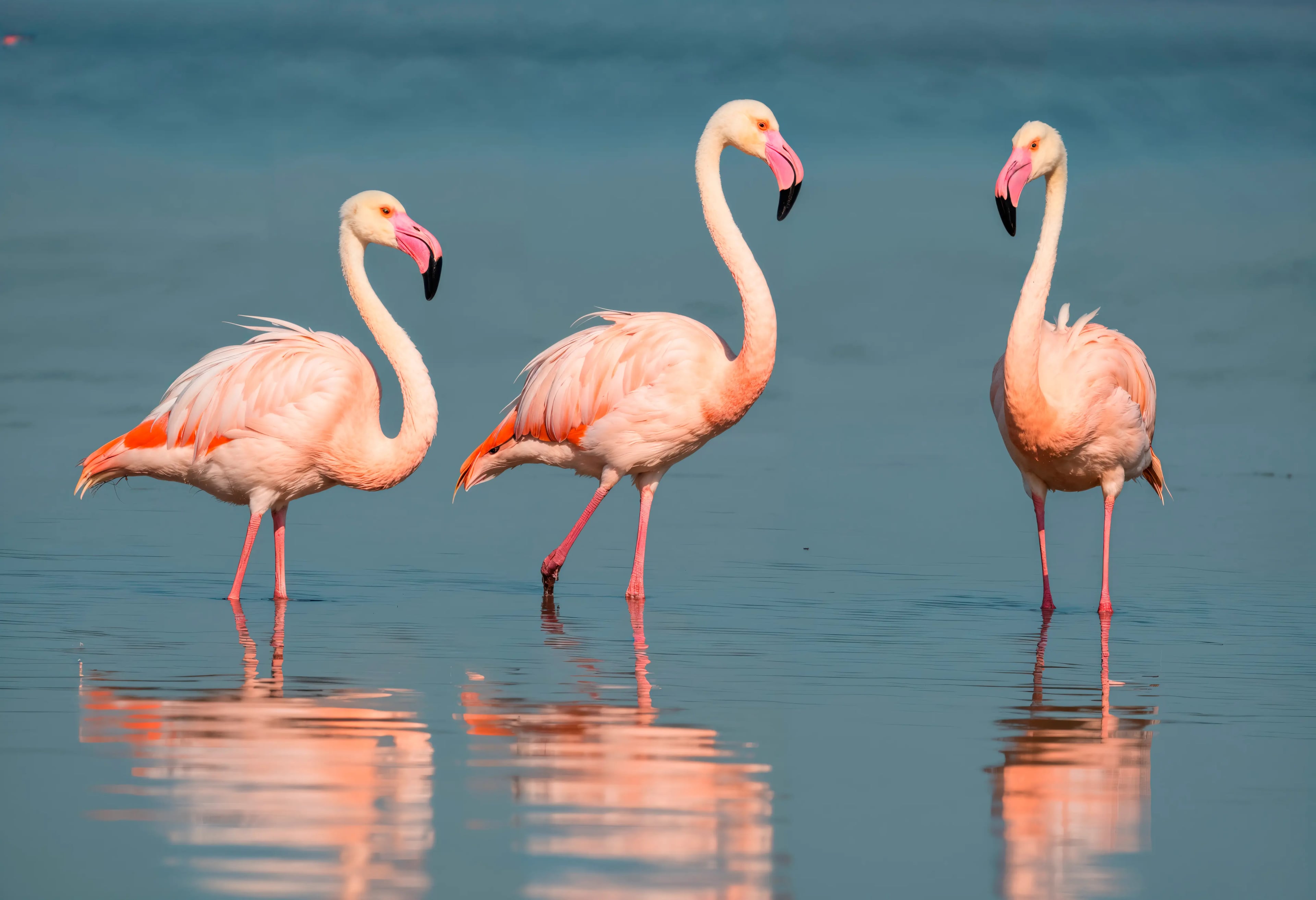 Lake Nakuru Flamingoes - 2 Days tour in Kenya