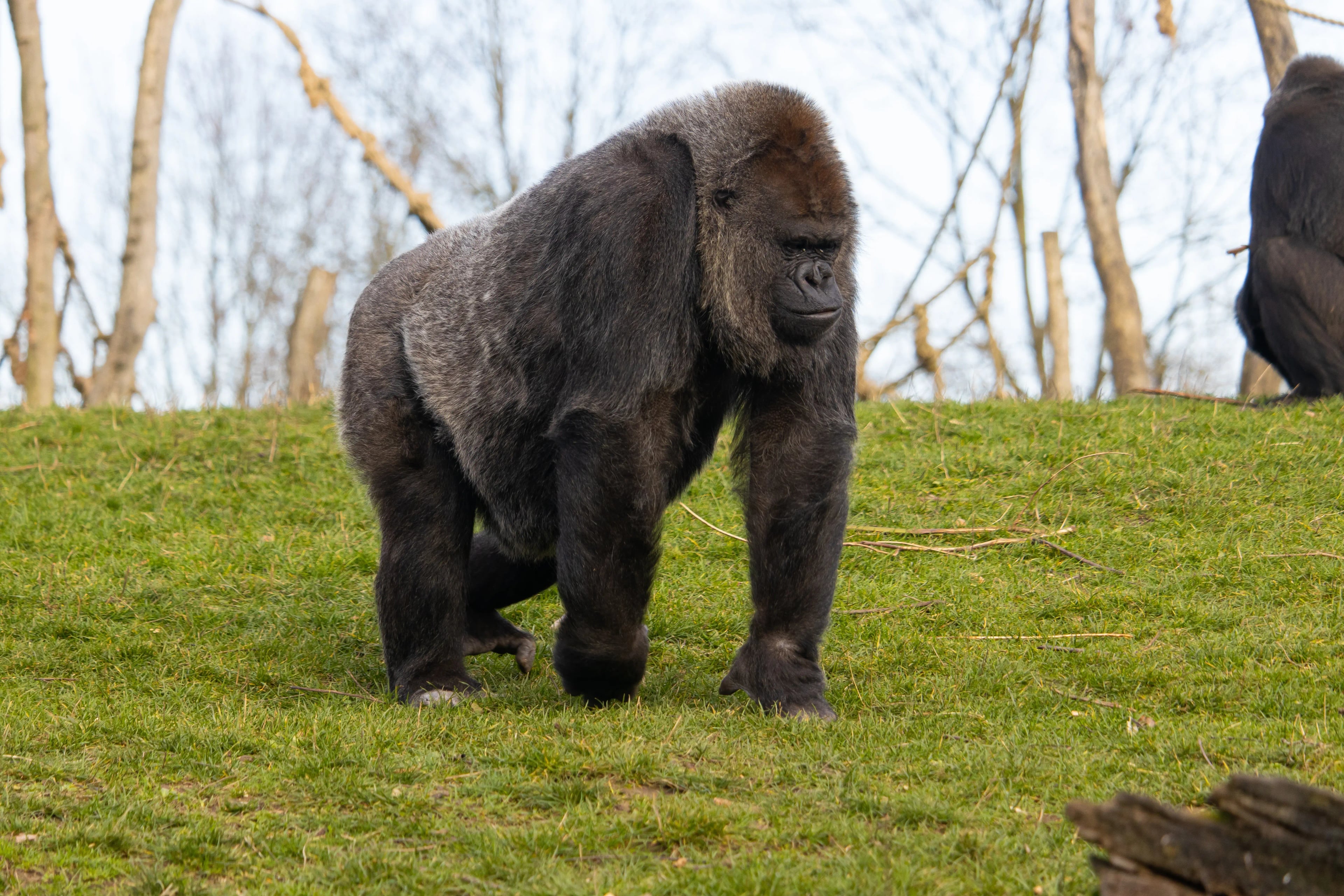 Gorilla Safaris safari experience
