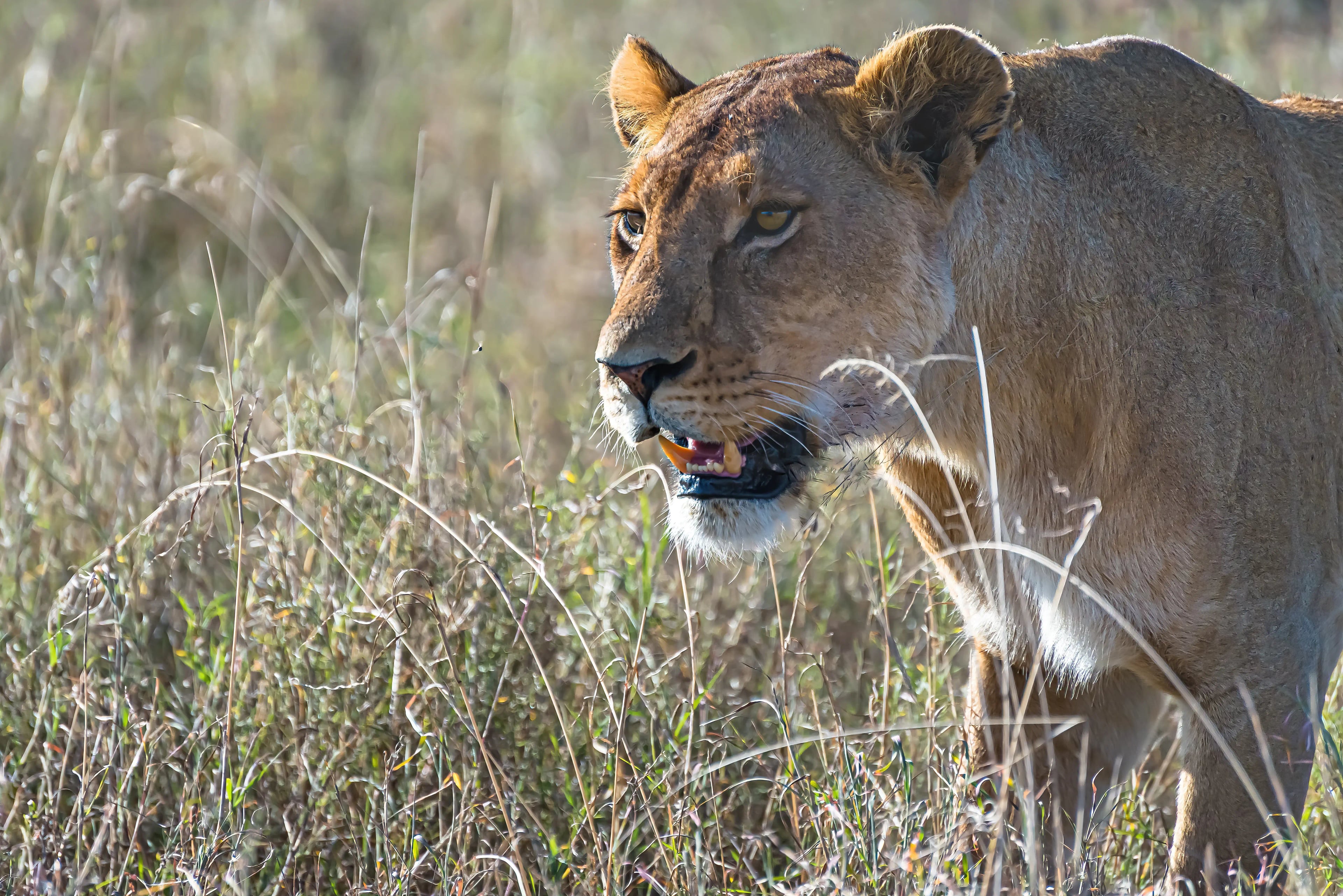  Wildlife Tour - 7 days tour in Kenya