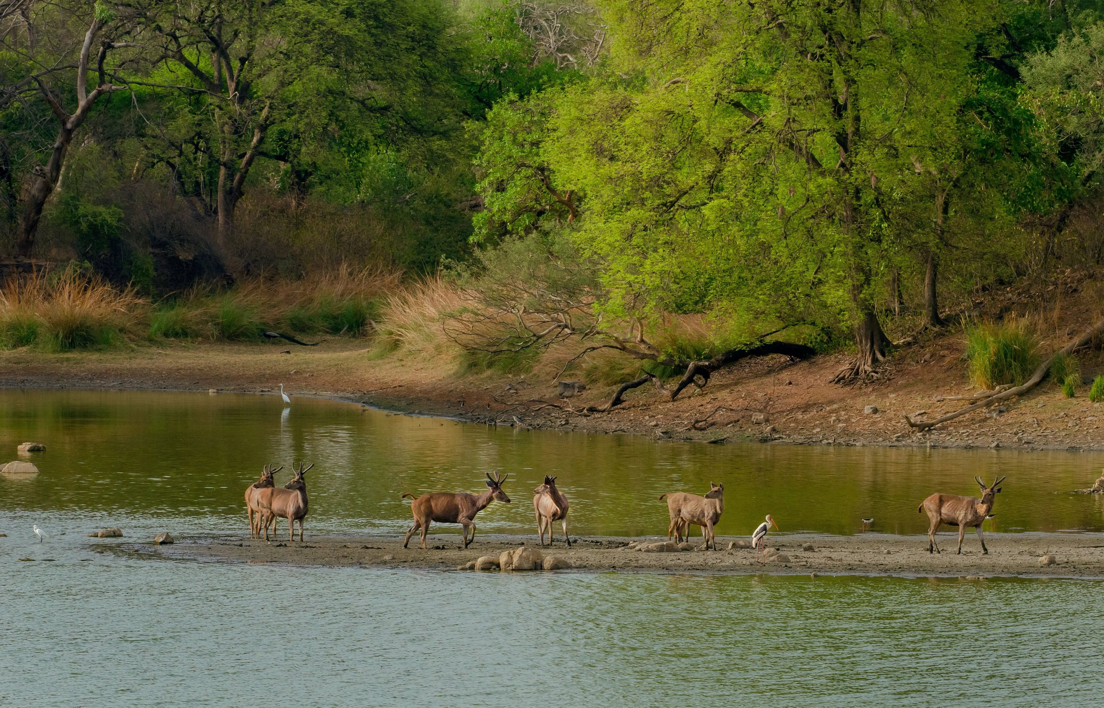 Amboseli – Lake Nakuru – Maasai Mara Safari - 8 days tour in Kenya