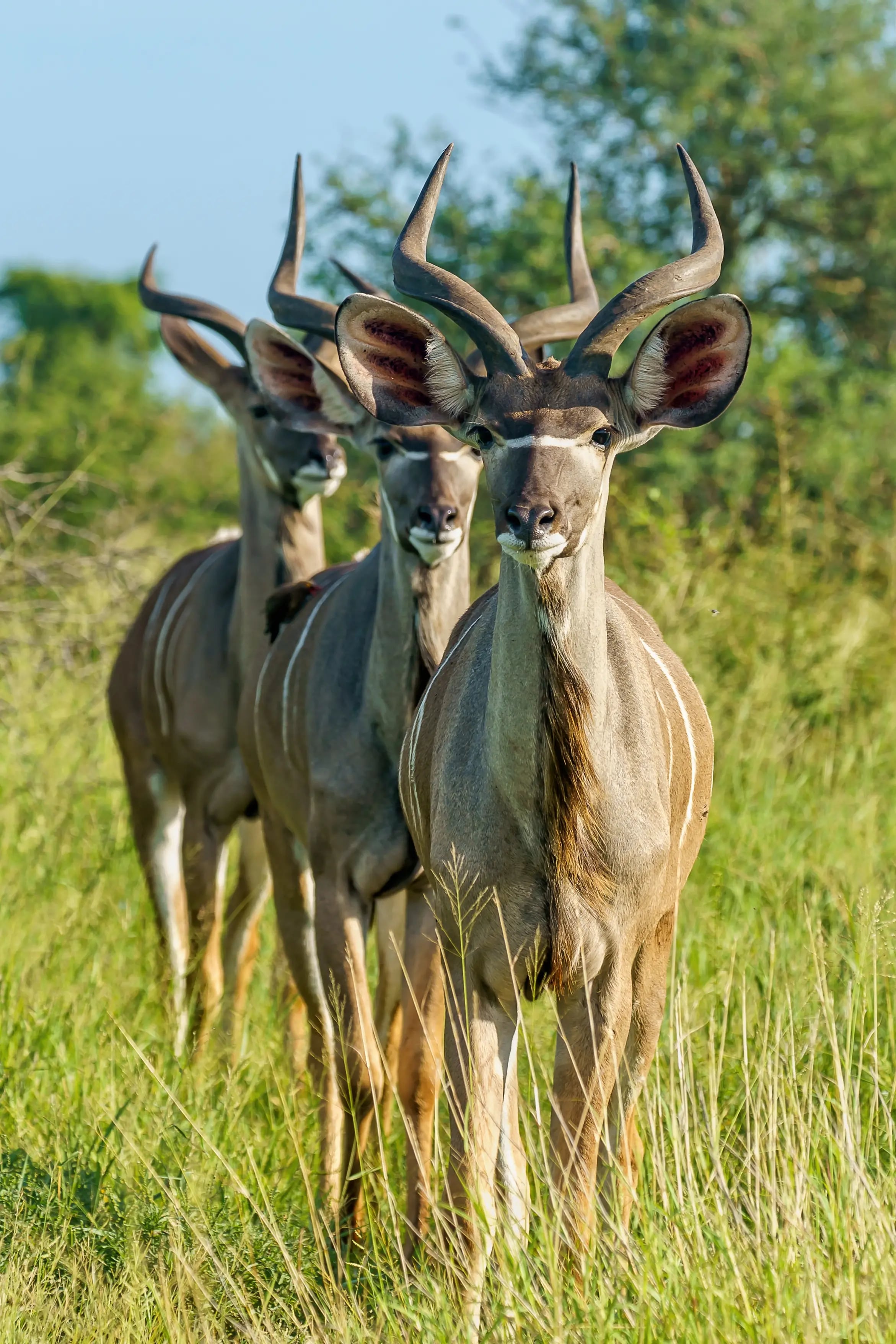 Wild Kenya Expedition - 10 days tour in Kenya
