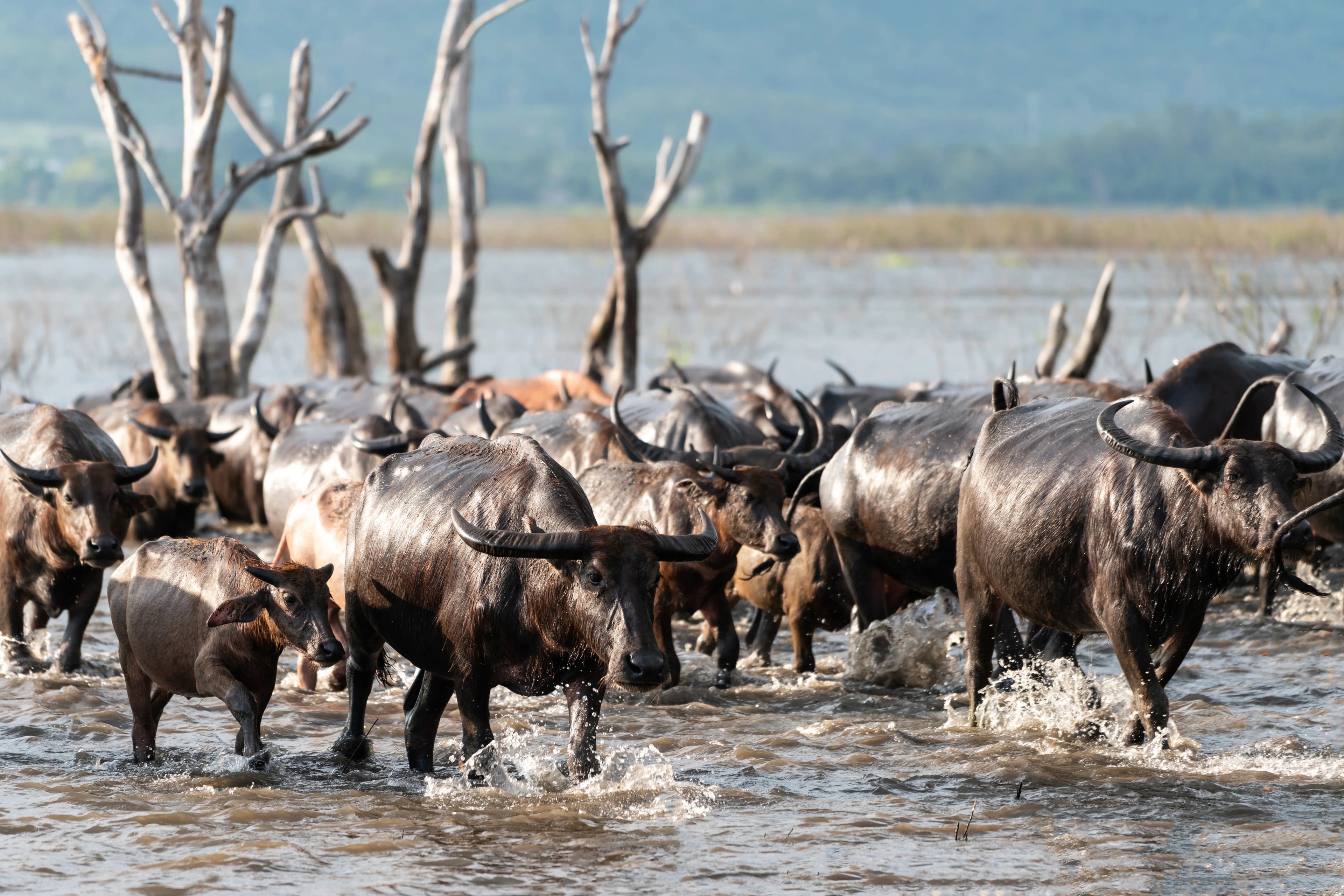 The Great Wildebeest Migration - 8 days tour in Maasai Mara