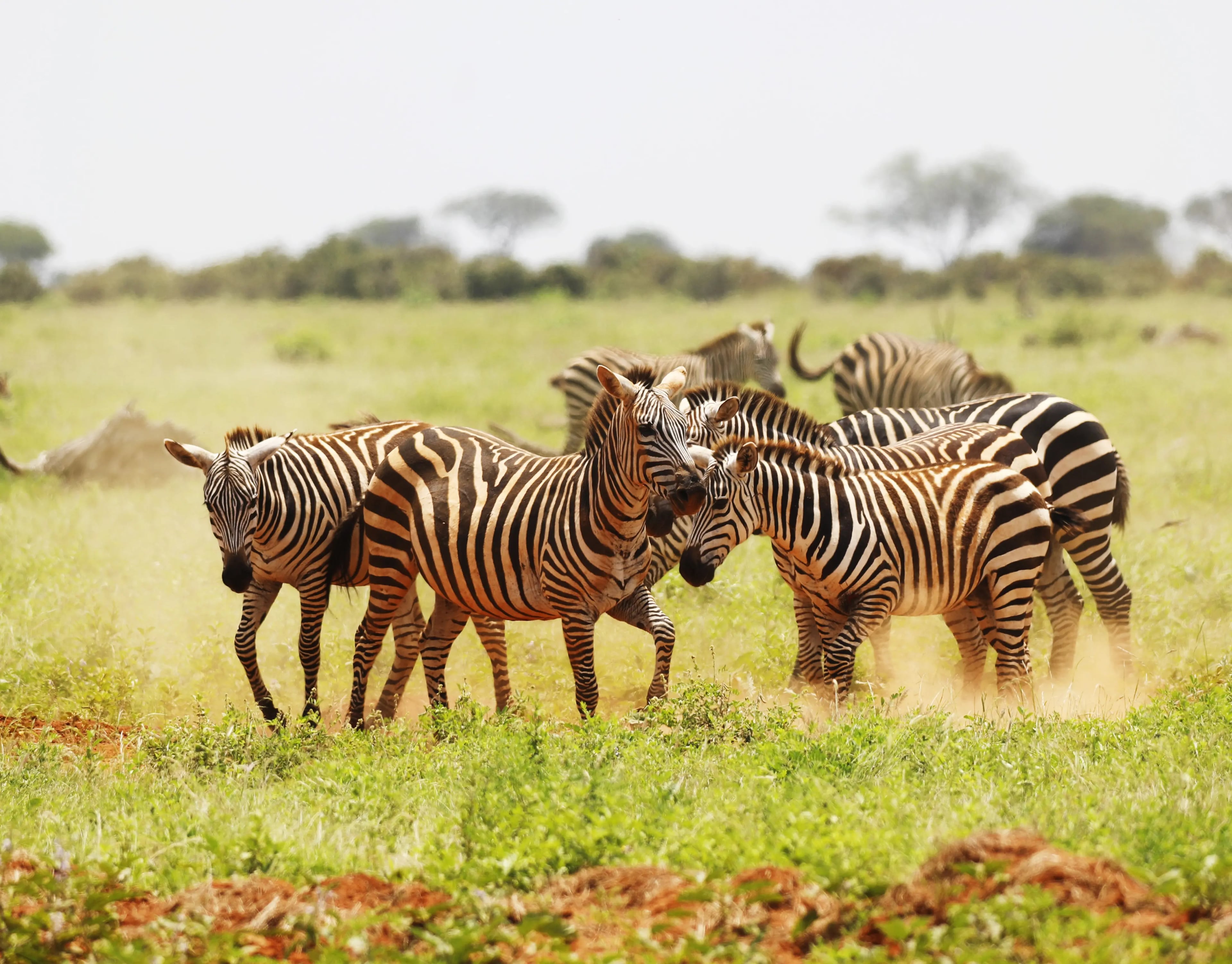 Wildlife Tour - 7 days tour in Tanzania