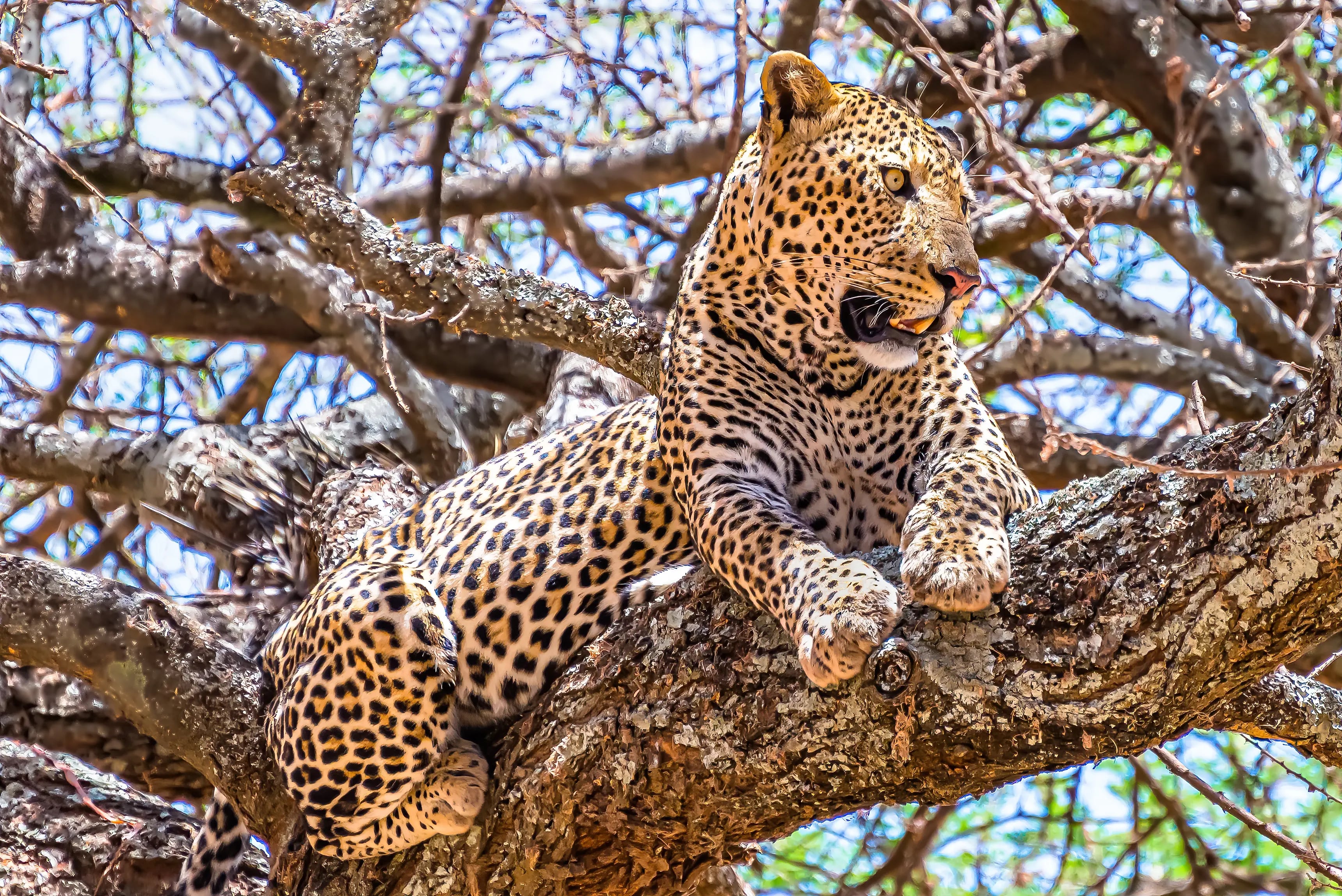 Wildlife Safari Kenya - 8 days tour in Kenya