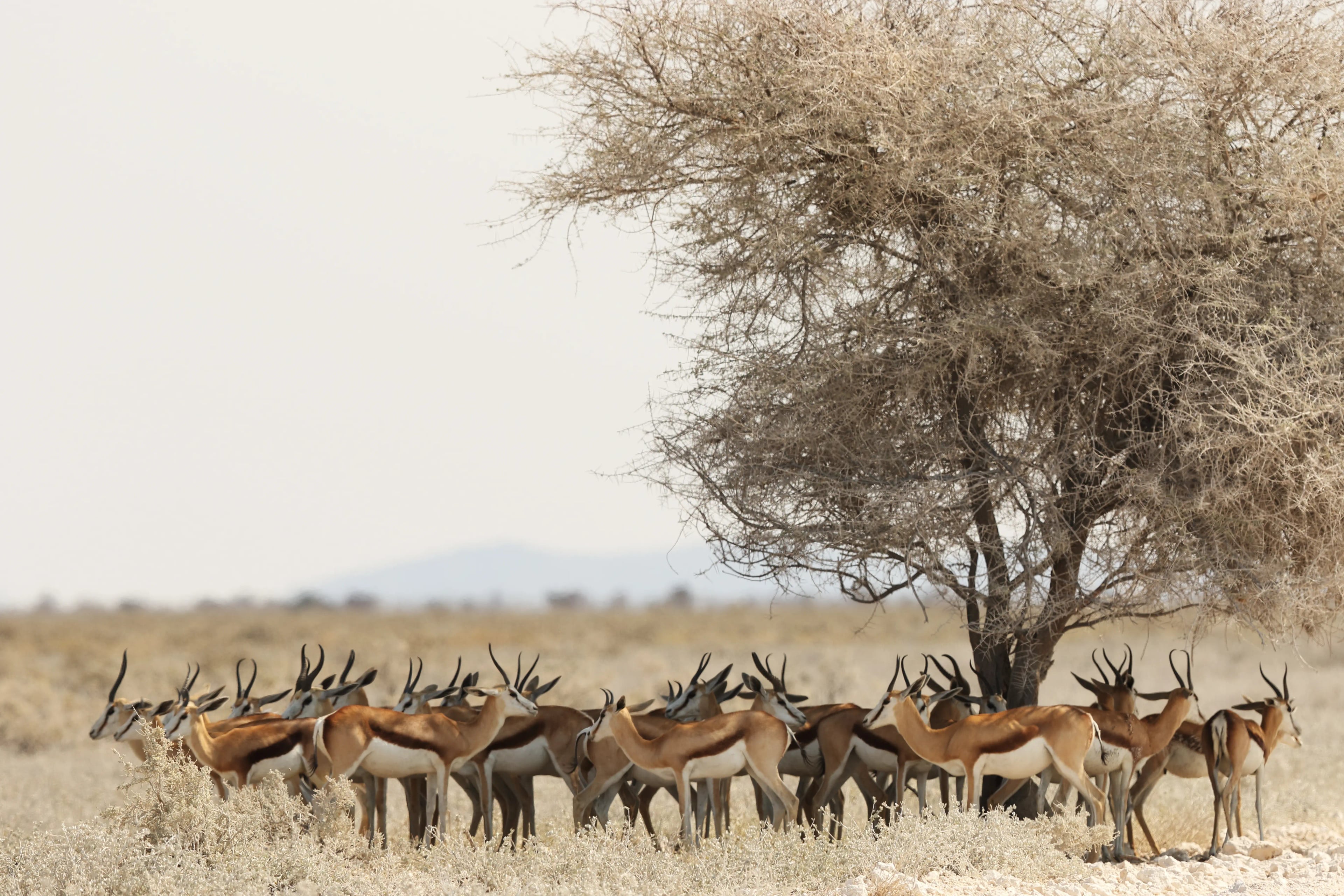 Kenya – Tanzania Wildlife Safari - 14 days tour in Kenya & Tanzania